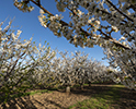 Orchard Blossom 56